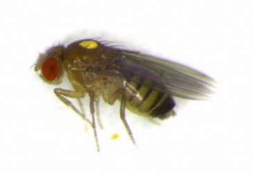 Promiscuous female fruit flies alter behaviour in males Promiscuous female fruit flies alter behaviour in males