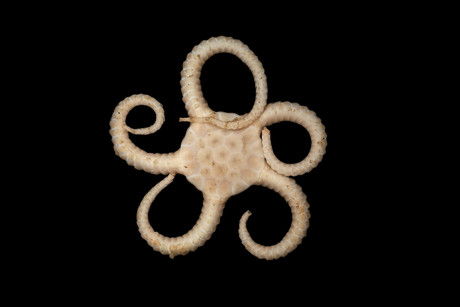 New ocean species are evolving fastest in Antarctica