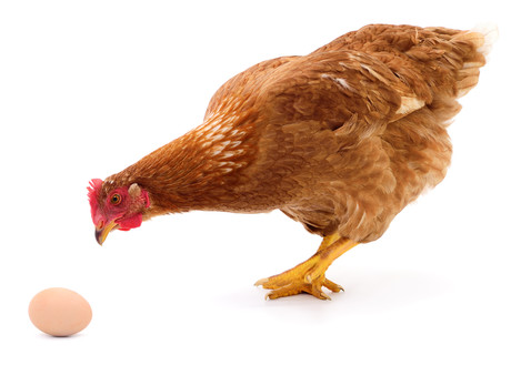 Drug-manufacturing chickens Drug-manufacturing chickens
