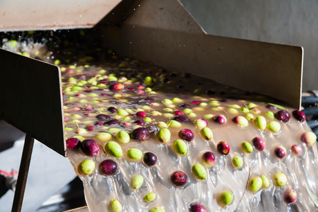Process olives without hurting the environment