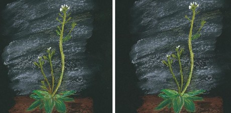 Variable gene expression helps plants survive environmental change Variable gene expression helps plants survive environmental change