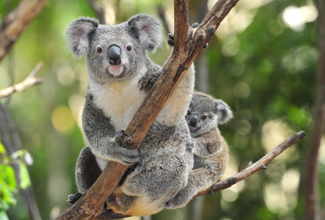 Koala drowning prompts call for flotation aids