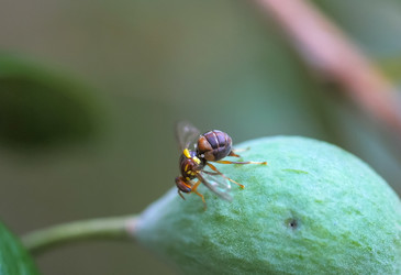 Did the Queensland fruit fly found in NZ have any friends? Did the Queensland fruit fly found in NZ have any friends?