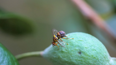 Did the Queensland fruit fly found in NZ have any friends? Did the Queensland fruit fly found in NZ have any friends?
