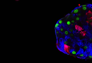 Reprogrammed pancreatic cells relieve diabetes in mice Reprogrammed pancreatic cells relieve diabetes in mice