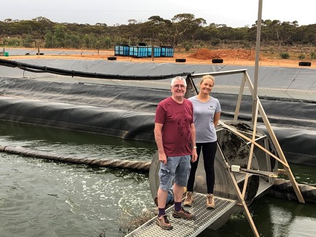 Algae cleans up wastewater in rural communities