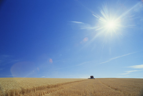 Winter wheats could boost national crop by 20% Winter wheats could boost national crop by 20%