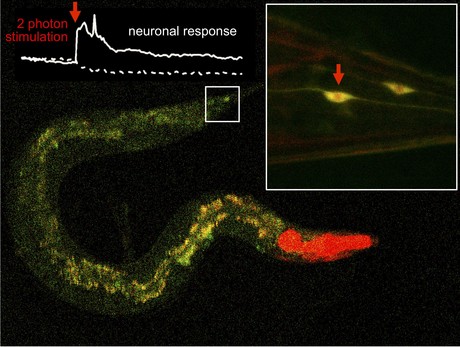Researchers activate drugs using infrared light