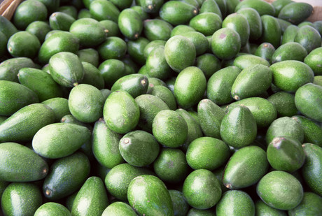 Avocado seeds may be able to treat inflammation