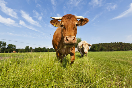 Meat Standards Australia to implement changes Meat Standards Australia to implement changes