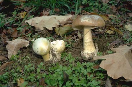 Eating wild mushrooms can be fatal