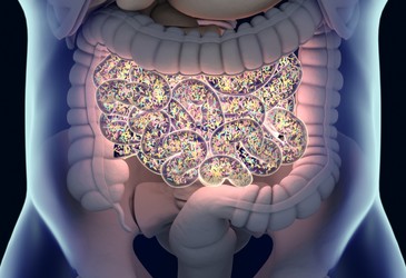 How does the gut microbiome help fight cancer? How does the gut microbiome help fight cancer?