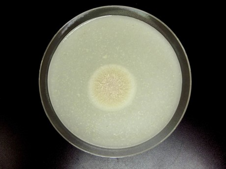 Natural antibiotic genetically engineered from fungus