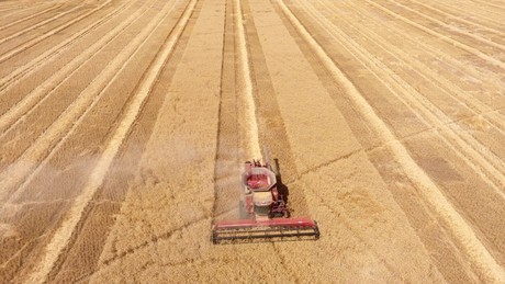 UQ licenses high-yield wheat variety UQ licenses high-yield wheat variety