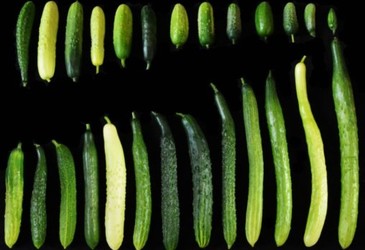 Sizing up cucumbers Sizing up cucumbers