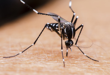 How to stop mosquitoes from smelling human sweat How to stop mosquitoes from smelling human sweat
