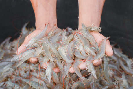 The raw prawn on fishmeal substitutes