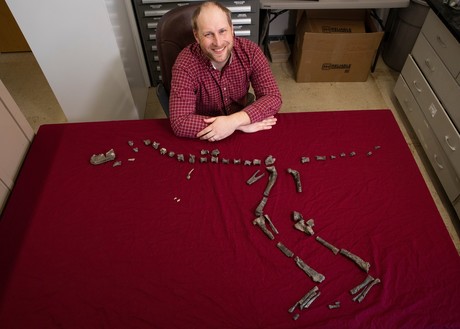 Meet the tiny cousin of the <em>Tyrannosaurus rex</em> Meet the tiny cousin of the <em>Tyrannosaurus rex</em>