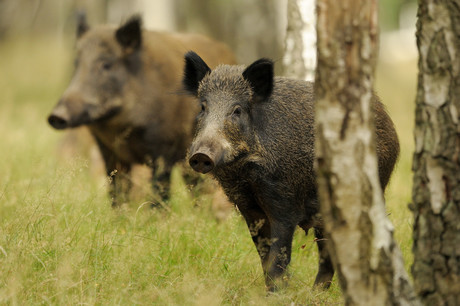African swine fever vaccine to protect wild boar African swine fever vaccine to protect wild boar