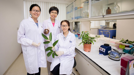 Anticancer properties found in medicinal plants