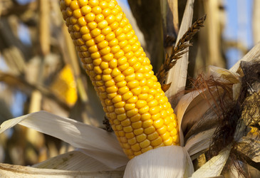 Ear, ear, corn science advances Ear, ear, corn science advances