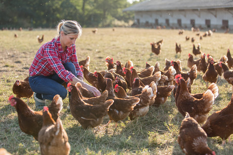 Laying the foundations for future flu-resistant chooks
