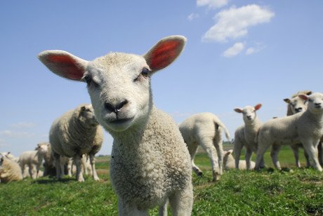 NSW lamb definition to benefit farmers NSW lamb definition to benefit farmers