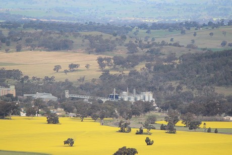 Canola oil processing heats up with biomass Canola oil processing heats up with biomass