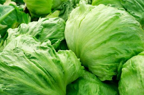 'Vegebot' trained to harvest iceberg lettuce 'Vegebot' trained to harvest iceberg lettuce