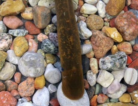 Aphrodisiac pheromone found in fish semen Aphrodisiac pheromone found in fish semen