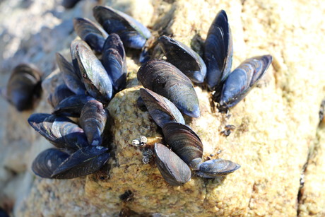 Mussels flex their surface engineering muscles
