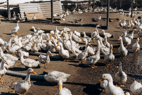 Deadly duck farm fall lands $150K fine: court finding