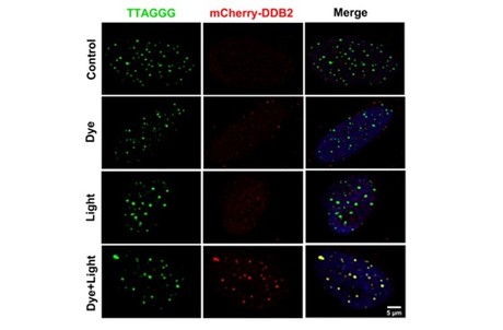 Molecular sensor scouts for DNA damage