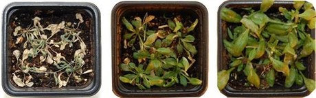 Researchers identify drought-resistance mechanism in plants