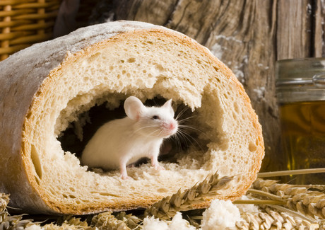 Gut bacteria found to prevent obesity in mice Gut bacteria found to prevent obesity in mice