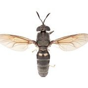 CSIRO developing nation&#39;s insect industry