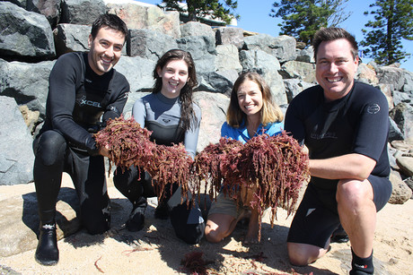 Anti-burp seaweed could cut GHGs by 10% Anti-burp seaweed could cut GHGs by 10%