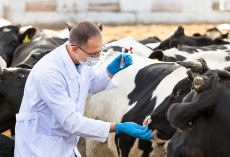 New research to save cows from <em>M. bovis</em> disease
