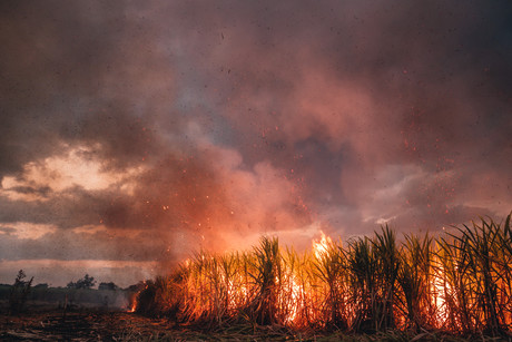 Errant fire burns sugar cane harvester with $35K fine Errant fire burns sugar cane harvester with $35K fine