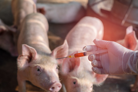 Could African swine fever kill Australia&#39;s pork industry?