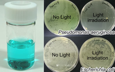 &#39;Trojan horse&#39; approach to antibiotic-resistant bacteria