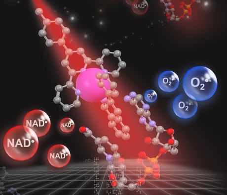 Light-activated catalyst destroys cancer cells&#39; energy source