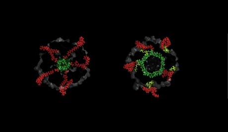 Bacteria tricked into opening pores in cell walls