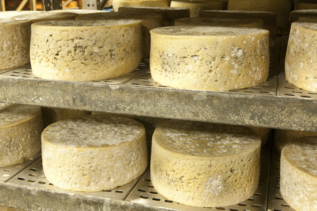 Taming wild mould to make new cheese flavours