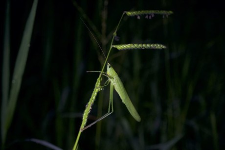 Modified grasshoppers are on the menu Modified grasshoppers are on the menu