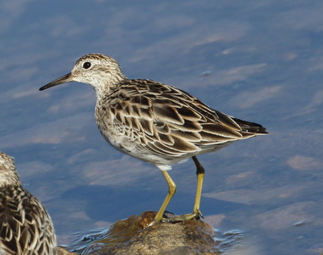 WWTP a critical refuge for migrating birds WWTP a critical refuge for migrating birds