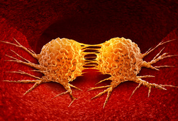 Drug accelerates cell division in aggressive breast cancers Drug accelerates cell division in aggressive breast cancers