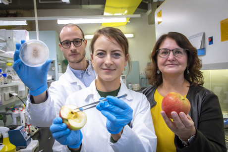 Post-harvest process to improve shelf life of apples Post-harvest process to improve shelf life of apples