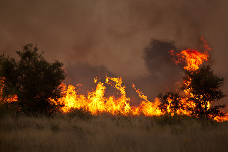 States of Emergency declared as NSW and Qld burn