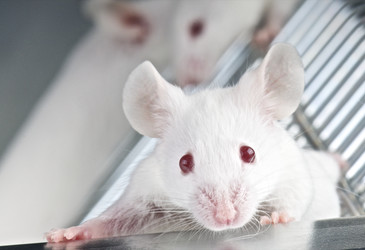 Human nerve cells transplanted into a mouse brain Human nerve cells transplanted into a mouse brain